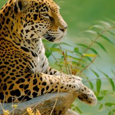 Схема вышивки «№2406841»