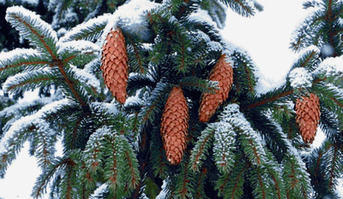 Шишки - снег, зима., ветки, шишки - предпросмотр