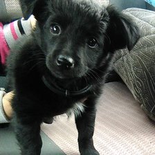 Схема вышивки «Муха»