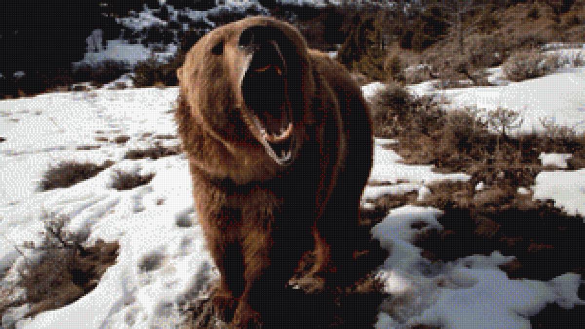 медведь - медведь, животные, природа - предпросмотр