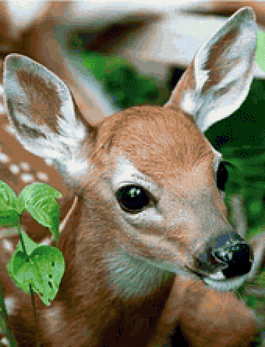 Олененок - животные, природа, красивые - предпросмотр