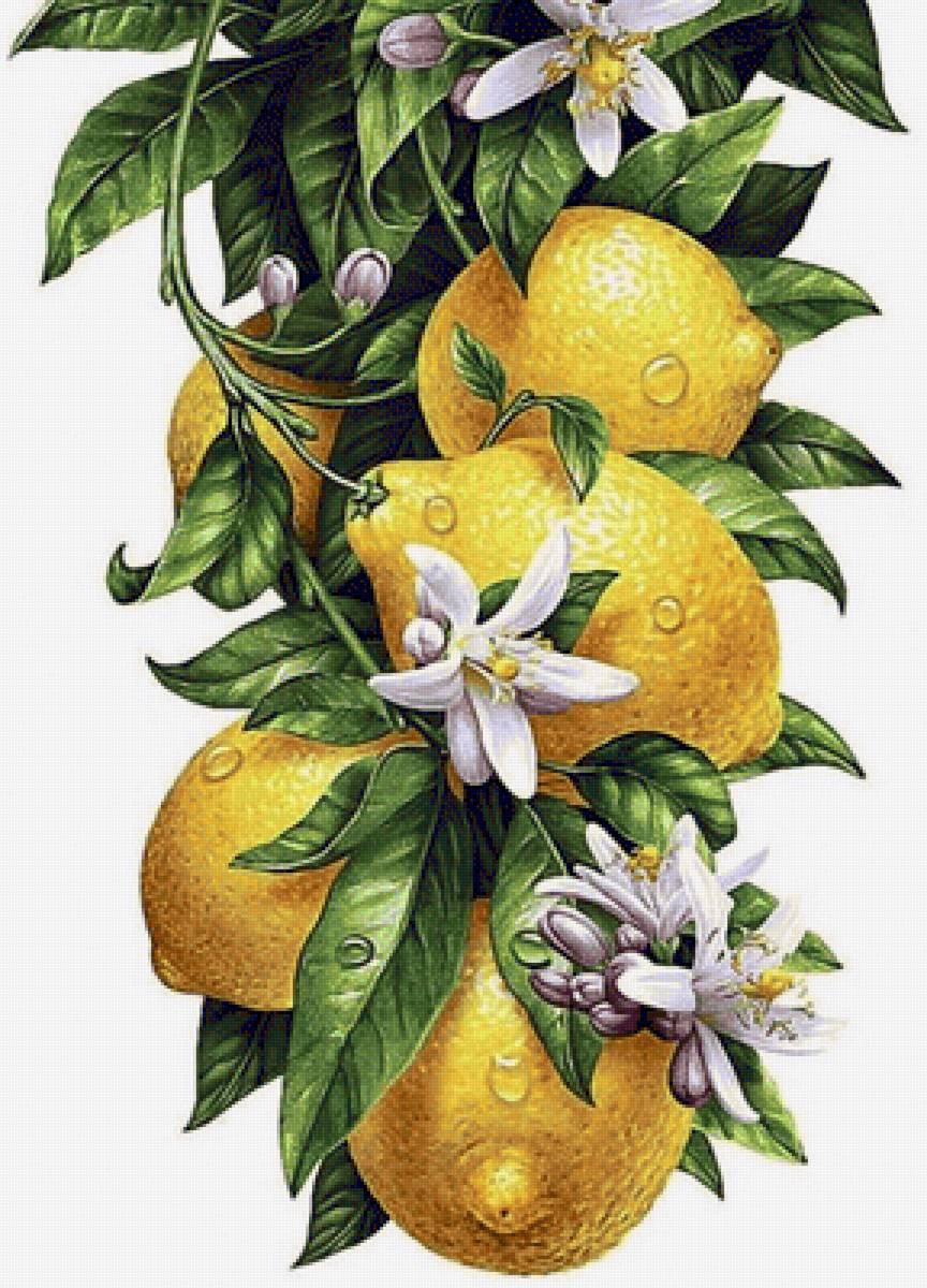 Лимоны - лимоны - предпросмотр