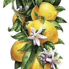 Оригинал схемы вышивки «Лимоны» (№2407440)