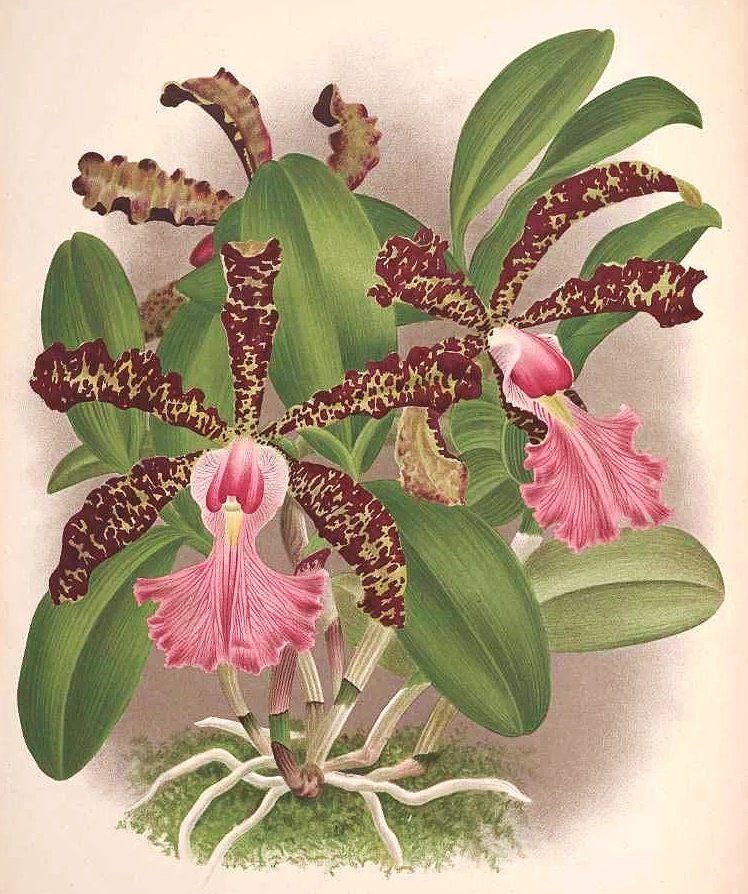 Orquídea. - orquídea .flores. - оригинал