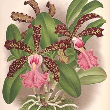 Схема вышивки «Orquídea.»