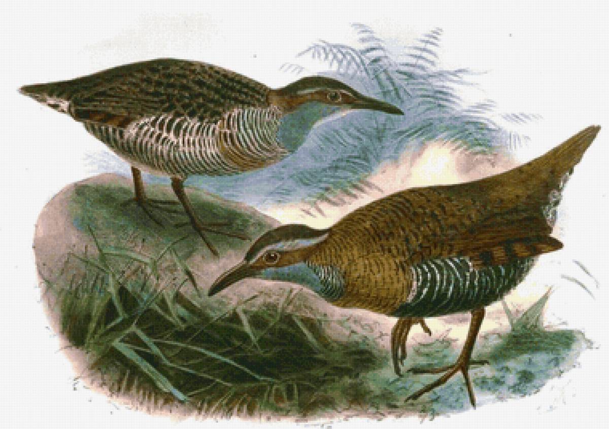 Pássaros. - pássaros. - предпросмотр