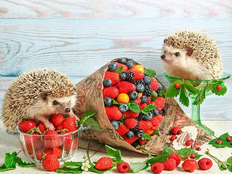 ёжик - оригинал