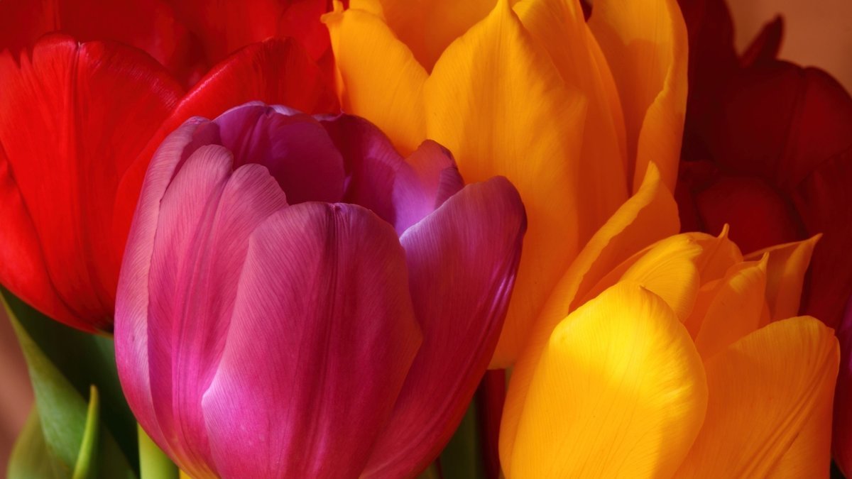 Красочные тюльпаны - цветы, тюльпаны - оригинал