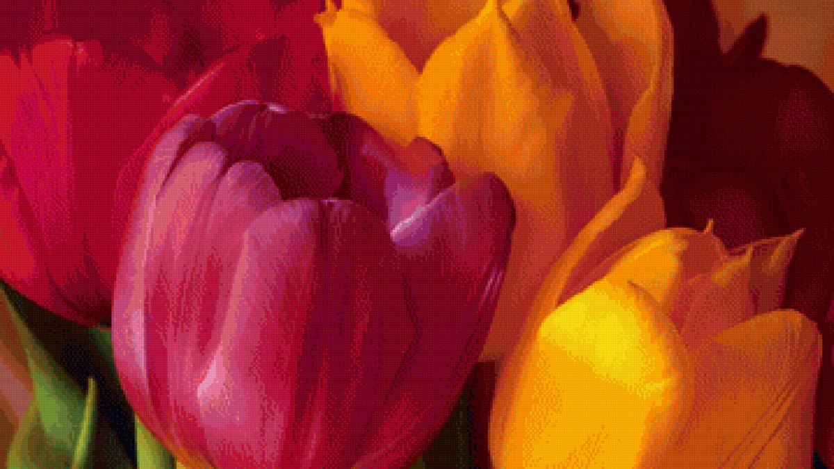 Красочные тюльпаны - тюльпаны, цветы - предпросмотр