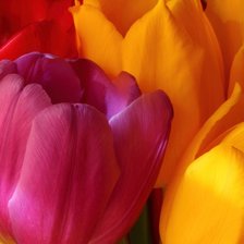 Красочные тюльпаны
