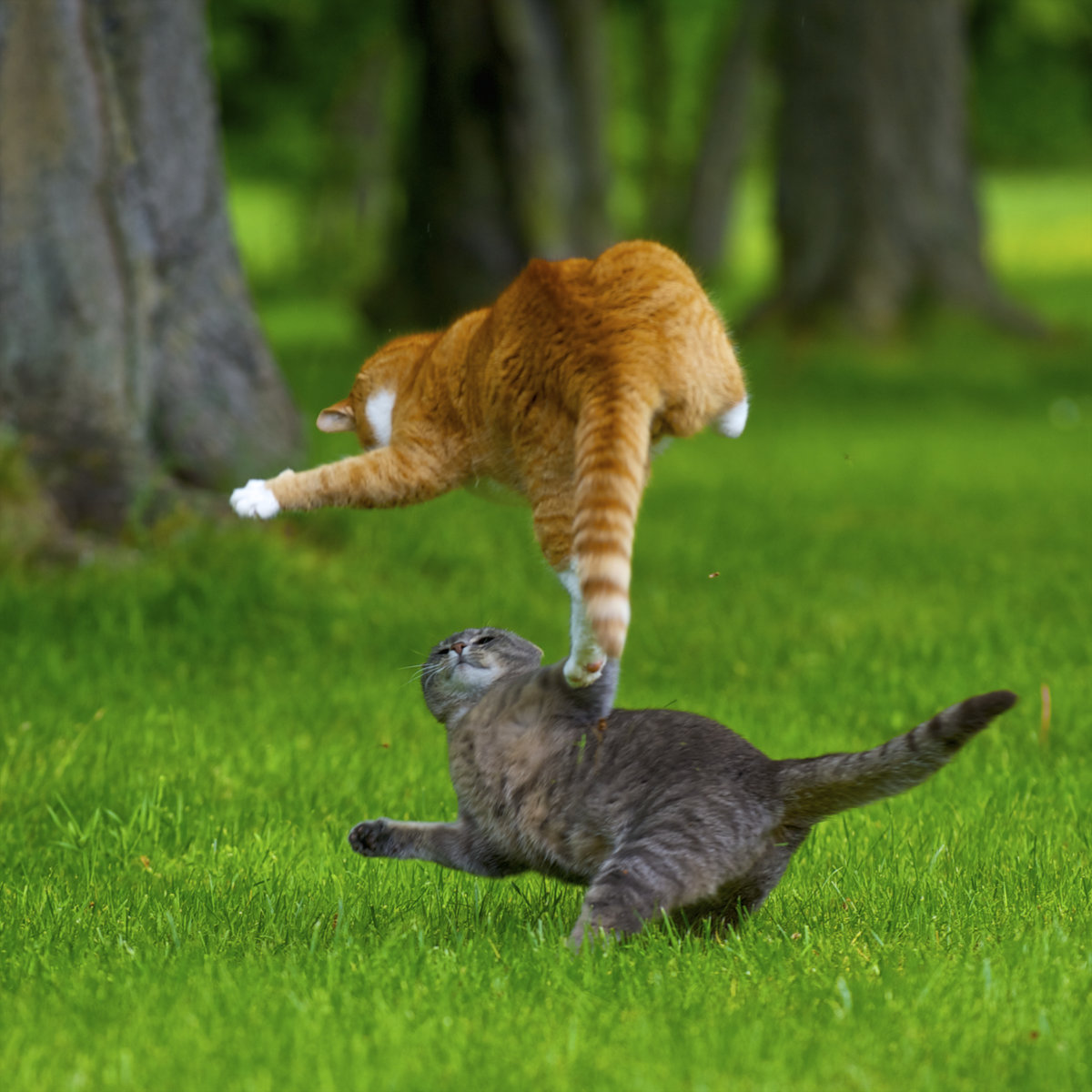 Коты - коты, кот, подушка - оригинал