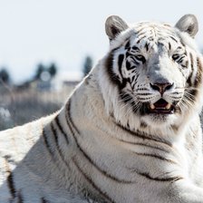 Схема вышивки «Амурский тигр белый»