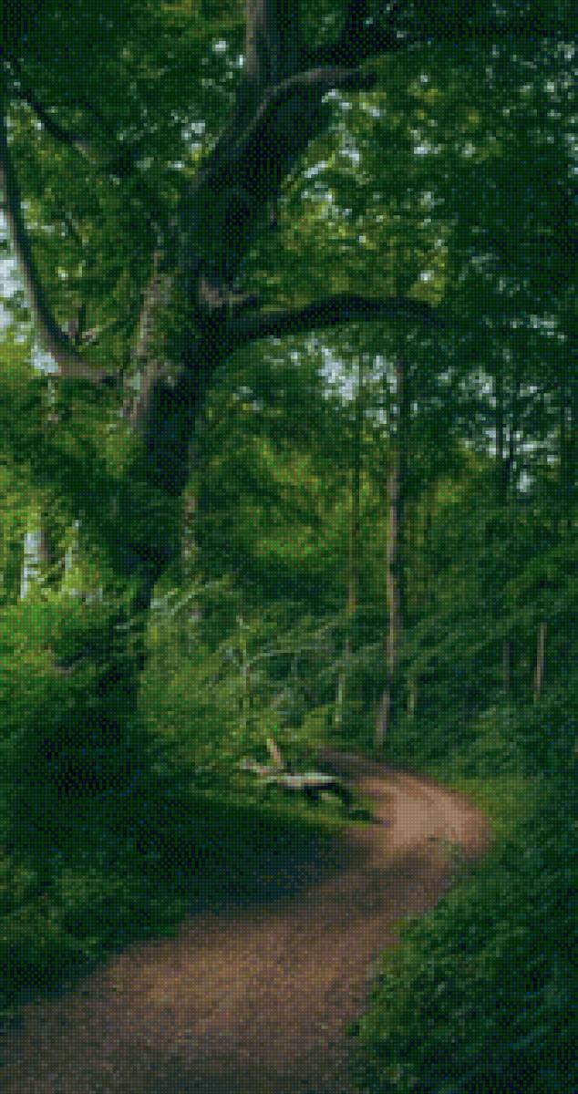 Лесная дорога - природа, красивые, пейзаж - предпросмотр