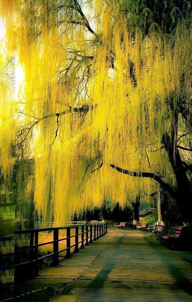 Осень - природа, осень, пейзаж, красивые - оригинал