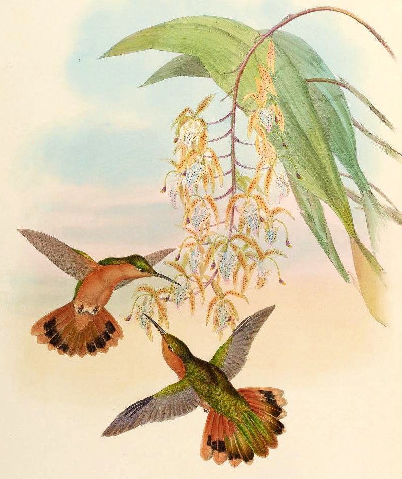 Pássaros. - pássaros. flores. - оригинал