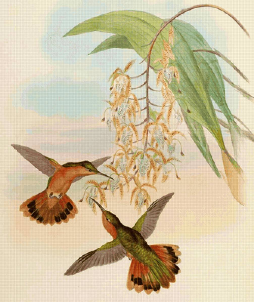 Pássaros. - pássaros. flores. - предпросмотр