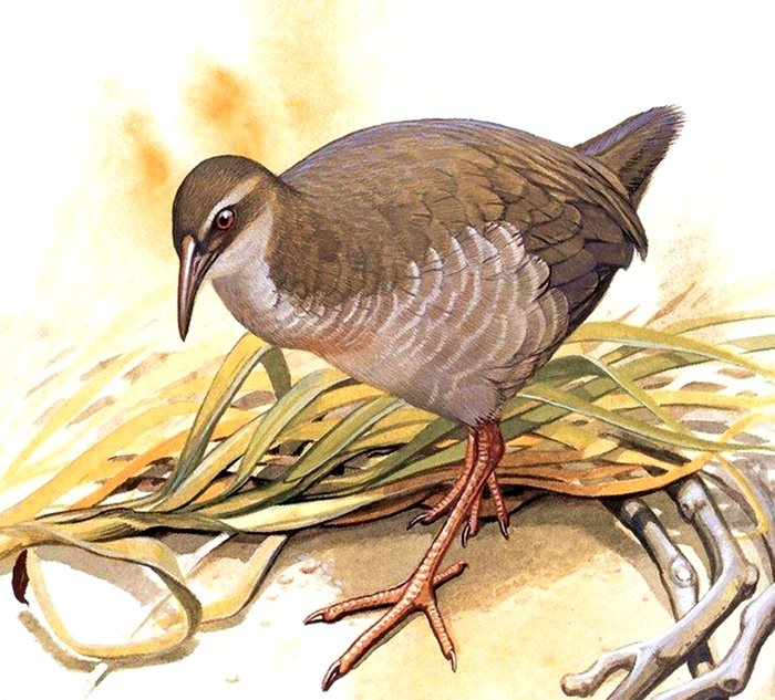 Pássaro. - pássaros .silvestres. - оригинал