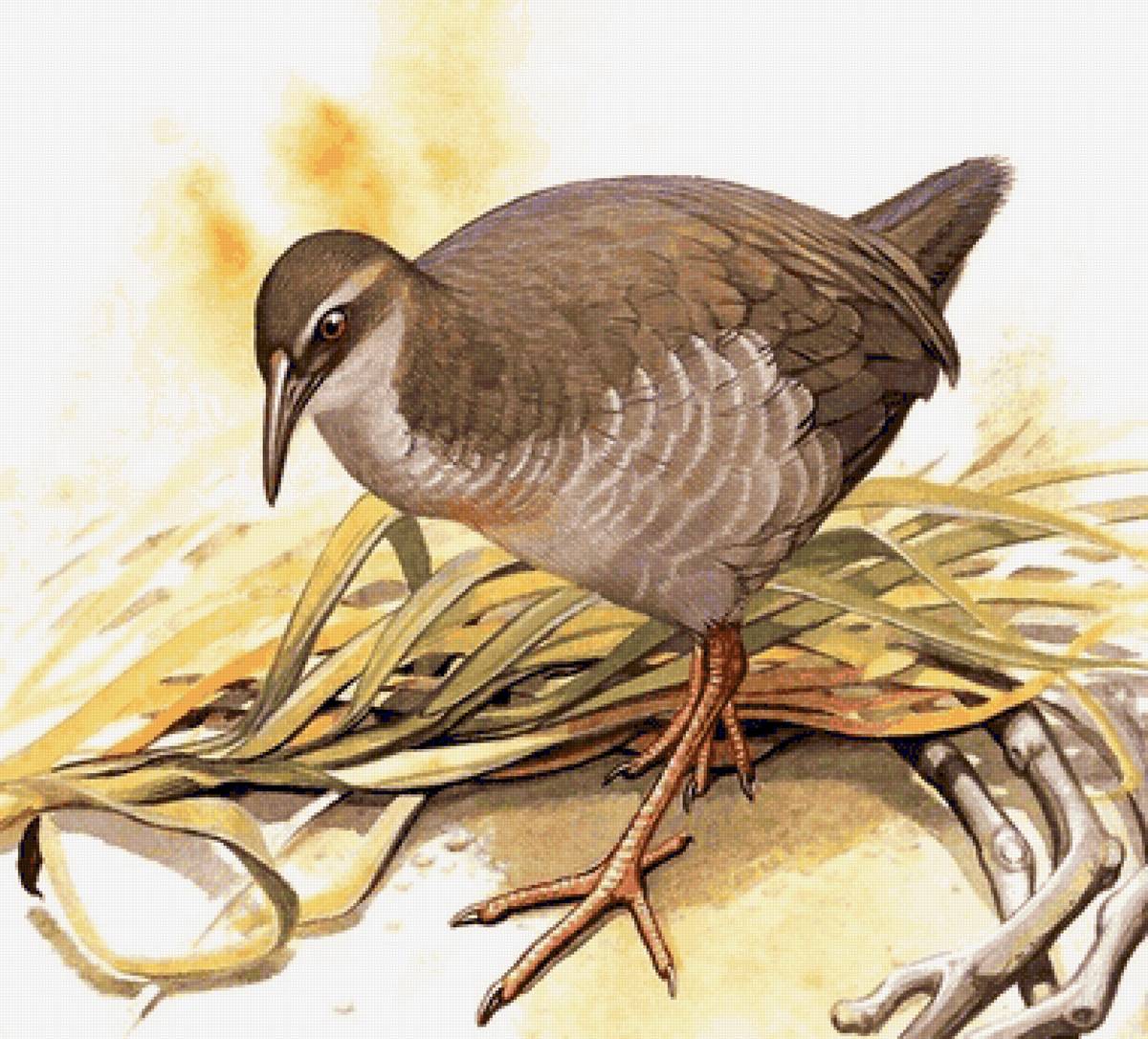 Pássaro. - pássaros .silvestres. - предпросмотр