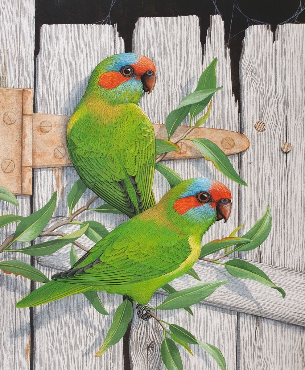 Pássaros. - pássaros. - оригинал