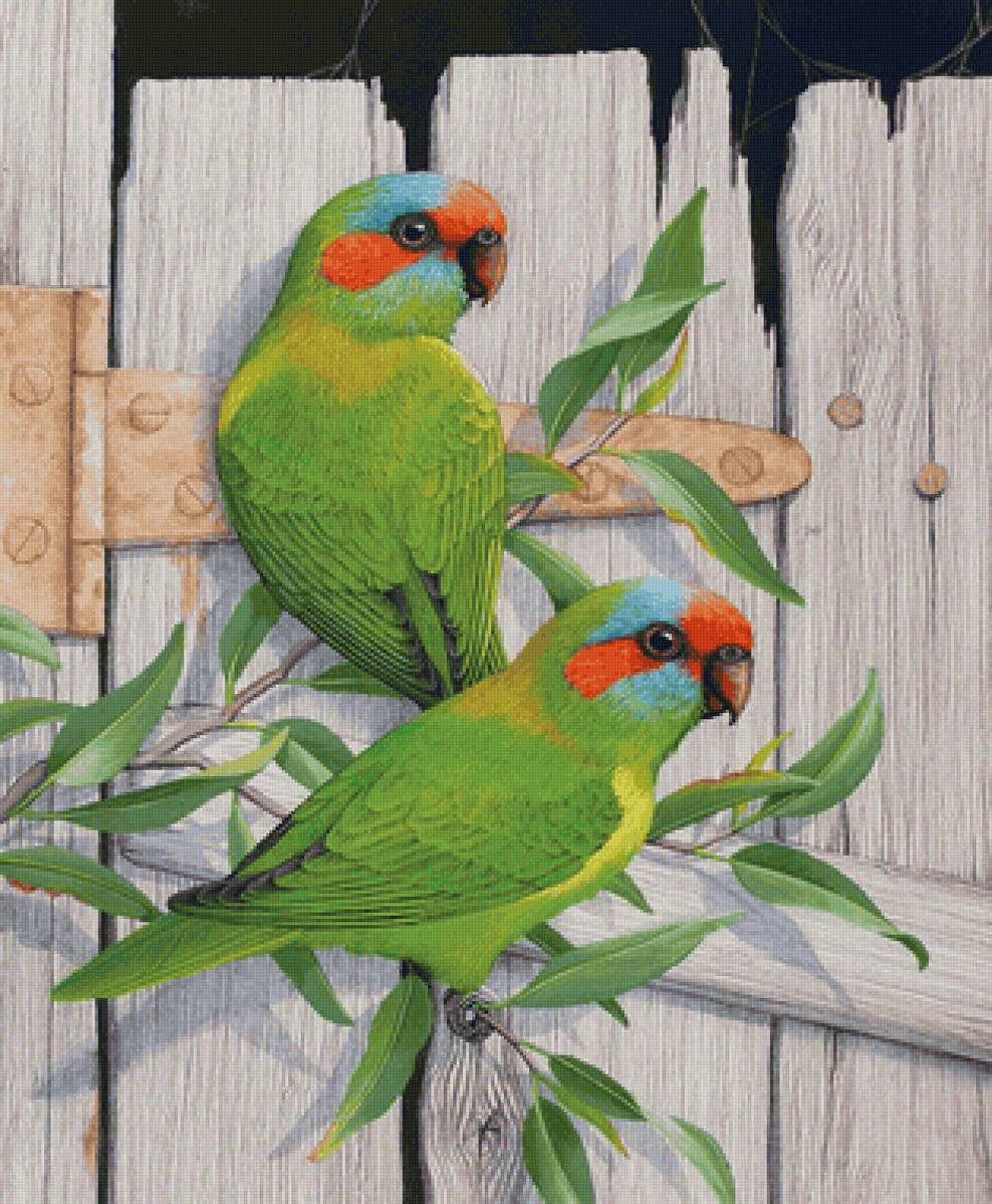 Pássaros. - pássaros. - предпросмотр