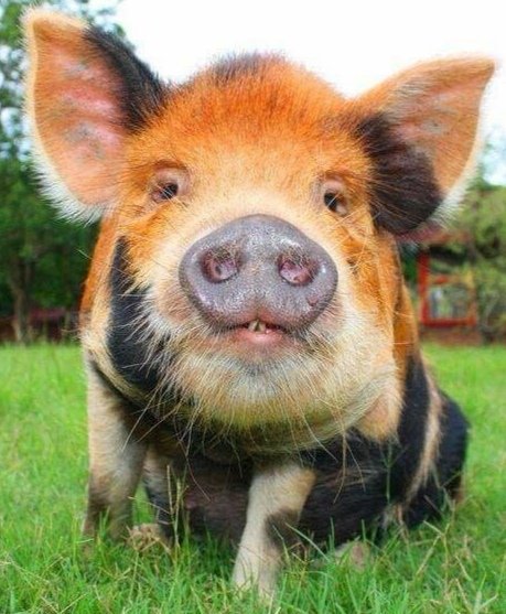 Свин - животные, красивые, природа - оригинал