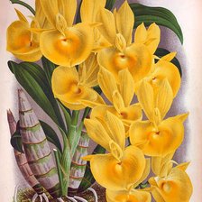 Схема вышивки «Orquídea.»