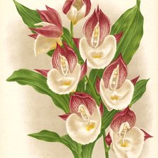 Оригинал схемы вышивки «Orquídea.» (№2409599)