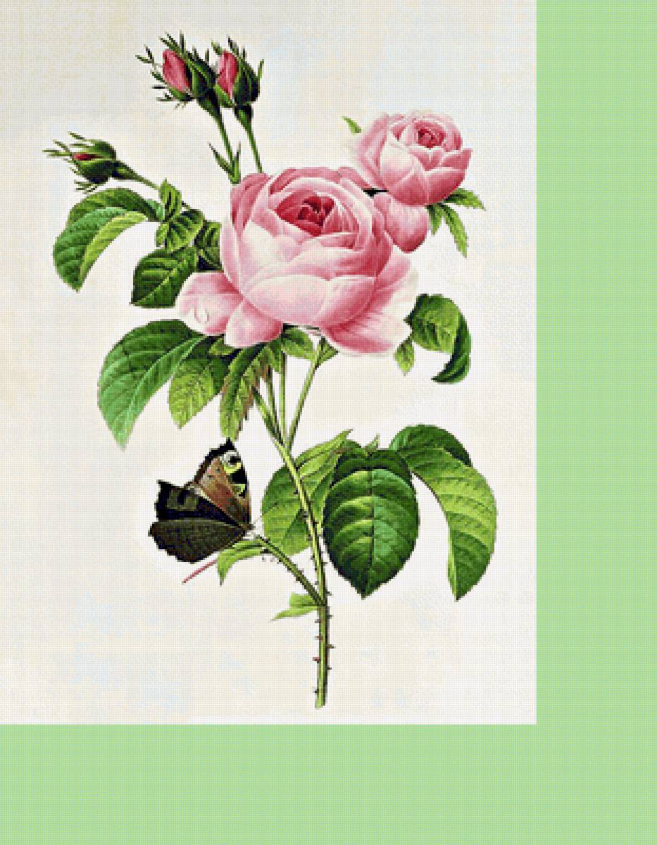 Серия "Розы" - цветы, флора, бабочка, розы - предпросмотр