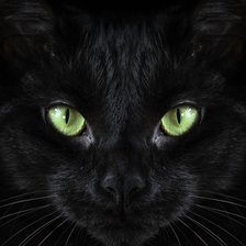 эти глаза напротив - кот