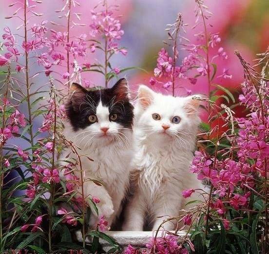 Gatitos - paisaje - оригинал