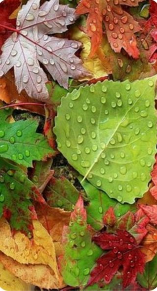 Gotas - naturaleza - оригинал