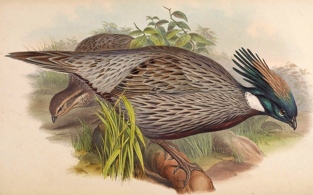 Aves. - aves . - оригинал