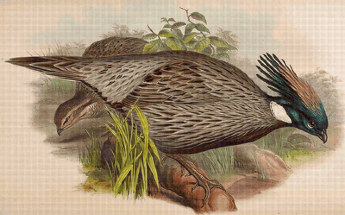 Aves. - aves . - предпросмотр