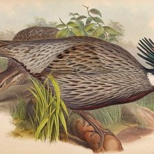 Схема вышивки «Aves.»