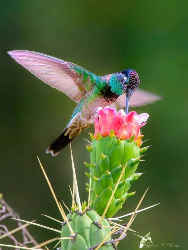 Aves - оригинал