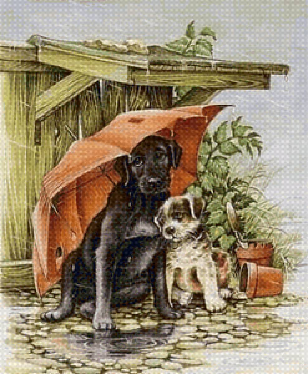 Два друга - собаки, зонтик - предпросмотр