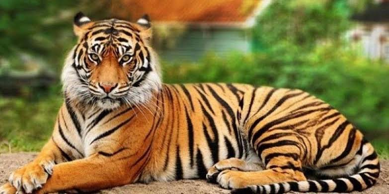 Animales - оригинал