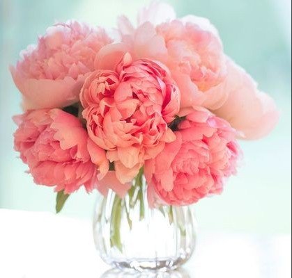 Пионы - пионы, цветы, нежный, весна - оригинал