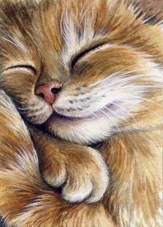 Сладкий сон - кот - оригинал