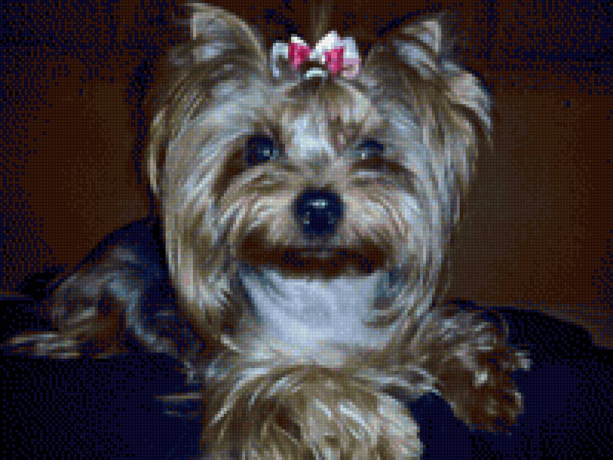 Красотка Ассоль - собака, йорк - предпросмотр