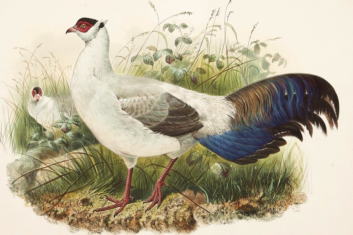 Aves silvestres. - aves. - оригинал