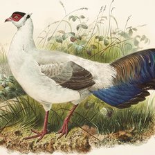 Оригинал схемы вышивки «Aves silvestres.» (№2412801)