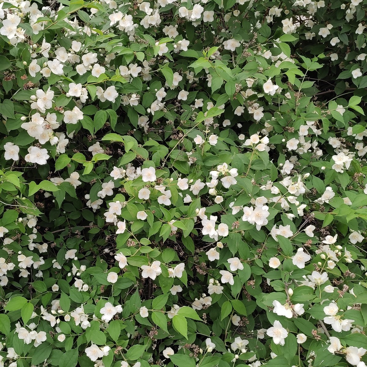 Жасмин - цветы, природа - оригинал