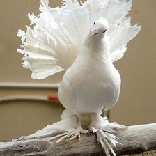 Схема вышивки «Белый голубь»