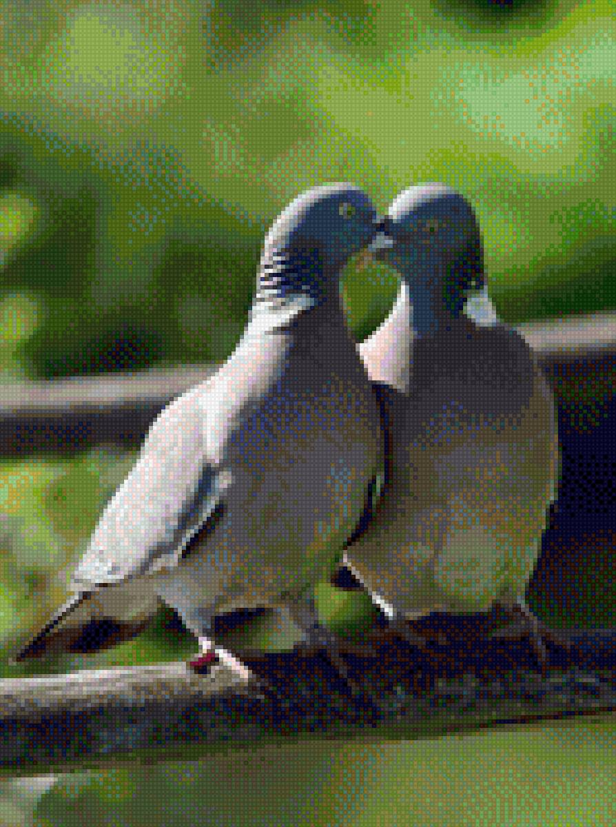 Сизакрылые голуби - животные, птицы - предпросмотр