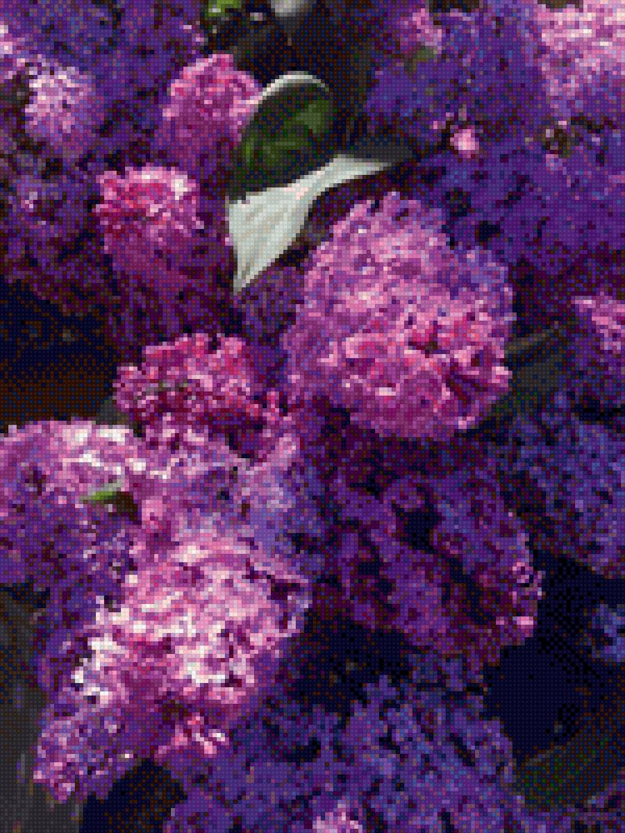 Сирень - цветы - предпросмотр