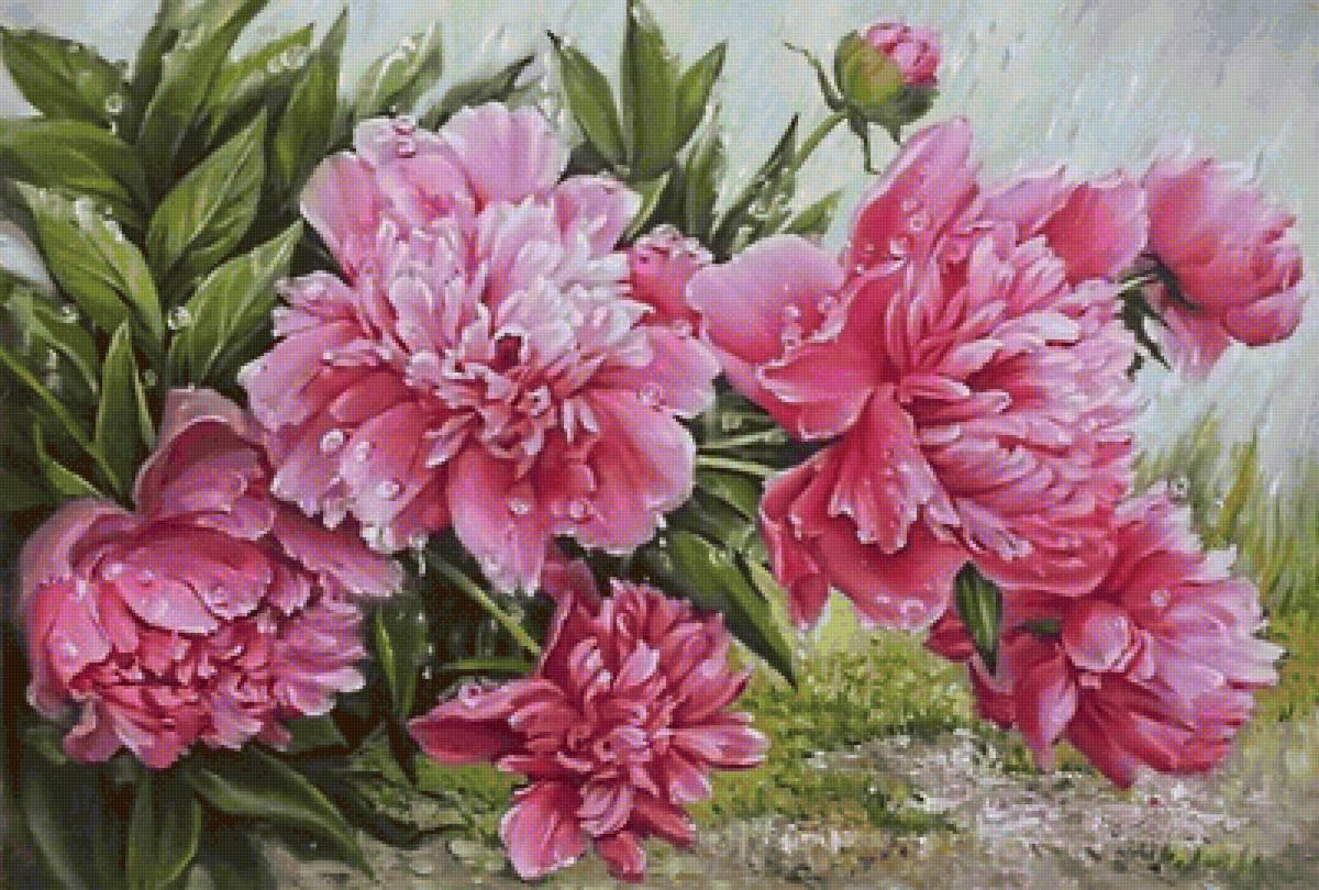 Пионы - пионы - предпросмотр