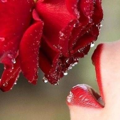 Роза - цветы - оригинал