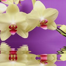 Схема вышивки «Orquídea.»