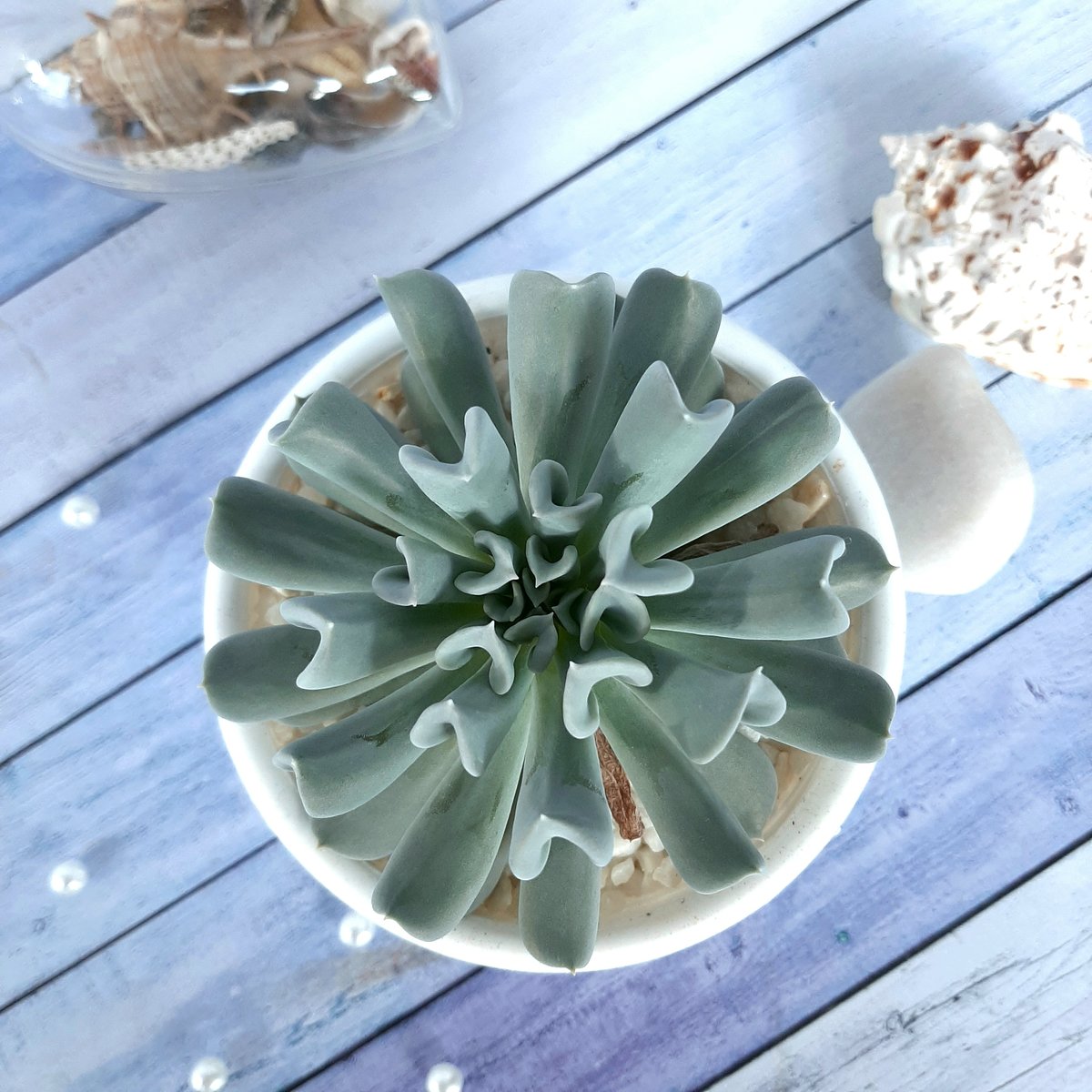 Сукулент - эхиверия, суколент, цветок - оригинал